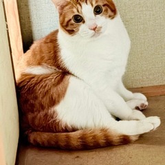 足が悪い子🐈貰い手ないと保健所行きなんです