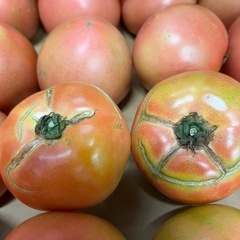 トマト1個の画像