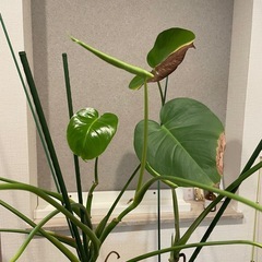 観葉植物　モンステラの画像