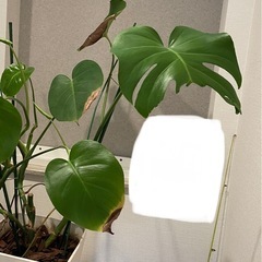 観葉植物　モンステラの画像