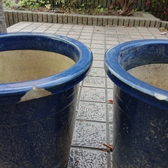 盆栽鉢あげます（ワケありも含まれています）の画像