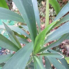 【最終処分】　観葉植物　青年の木　　１鉢　ガーデニング　　園芸　お花の画像