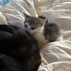 🌱小さな身体で生き抜いた強い男の子／里親さま募集🌱 − 沖縄県