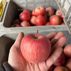 サンふじ（小玉）の画像