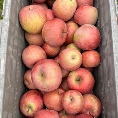 サンふじ（青玉、光玉）の画像