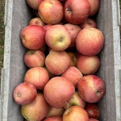 サンふじ（青玉、光玉）の画像