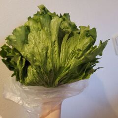 【無農薬野菜】11月26日(水)着 ふるさと納税 島原 野菜 レタス 水菜 生姜の画像