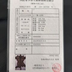 【登録票付き・本物】トラ毛皮ラグ（全長206cm）国際希少野生動植物種登録票ありの画像