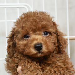 【里親募集】生後2ヶ月ビションプー♂レッド　29日17時ま…