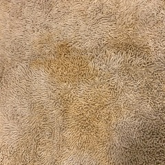 ラグカーペットの画像