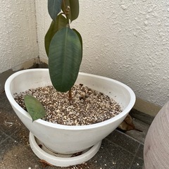 鉢　プランター　観葉植物　ガジュマル　ゴムの木の画像