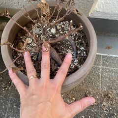 鉢　プランター　観葉植物　ガジュマル　ゴムの木の画像