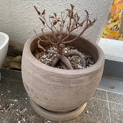 鉢　プランター　観葉植物　ガジュマル　ゴムの木の画像