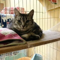 8歳8ヶ月。猫カフェ卒業猫♀　完全無償譲渡です。