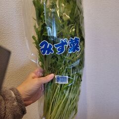 【無農薬野菜】11月26日(水)着 ふるさと納税 島原 野菜 レタス 水菜 生姜の画像