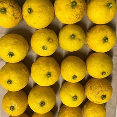 家庭用果物④ 無農薬　無消毒　花柚子1kg
の画像