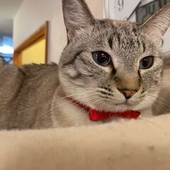 5歳4ヶ月。猫カフェ卒業猫♀　完全無償譲渡です。 