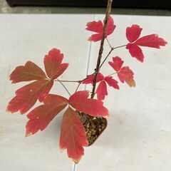 グリセウムカエデ（Paper bark maple）実生苗の画像