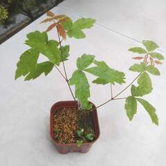 グリセウムカエデ（Paper bark maple）実生苗の画像