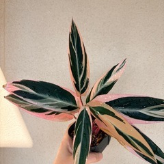 観葉植物　ストロマンテトリオスター　鉢付きの画像
