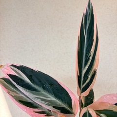 観葉植物　ストロマンテトリオスター　鉢付きの画像