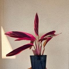 観葉植物　ストロマンテトリオスター　鉢付きの画像