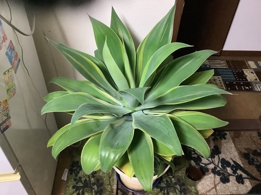 アガベ　アテナータ　黄覆輪　100センチ