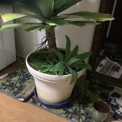 アガベ　黄覆輪　100センチの画像