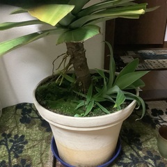 アガベ　黄覆輪　100センチの画像