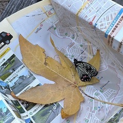 【至急】蝶々を飼える方が居たら助けてくだ下さいの画像