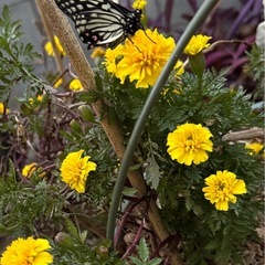 【至急】蝶々を飼える方が居たら助けてくだ下さいの画像