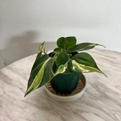 フィロデンドロンクリームスプラッシュの画像