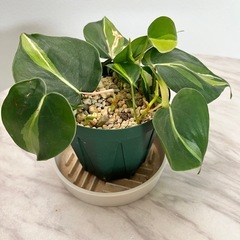 フィロデンドロンクリームスプラッシュの画像