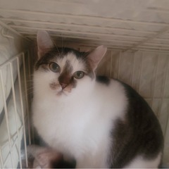 白ブチ♀約3歳
