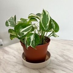 ポトスエンジョイの画像