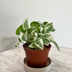 ポトスエンジョイの画像