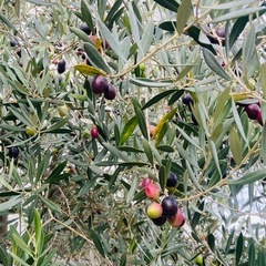 オリーブの実の画像