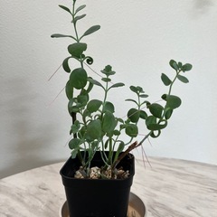 カランコエの画像