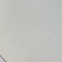 【値下げしました❗️】人気✨✨円テーブルの画像