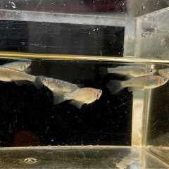 クラース①の画像