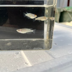 クラース②の画像