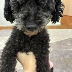 トイプーブラック♀ ７歳