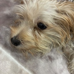 ヨーキー×マルチーズ♂　４か月