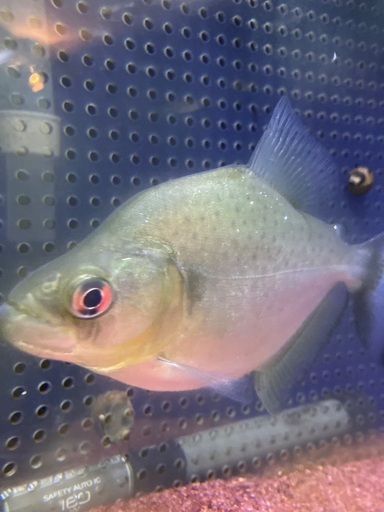 ダイアモンドブラックピラニア