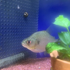 ダイアモンドブラックピラニアの画像