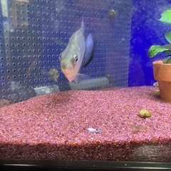 ダイアモンドブラックピラニアの画像