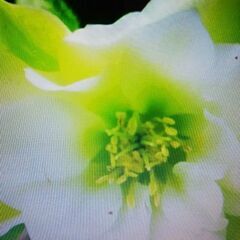 クリスマスローズグリーンリップ苗の画像