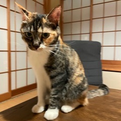 飼い猫が迷子になってしまいました