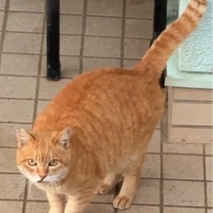 地域猫のチャッピーくん