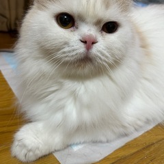 🌟11月30日純血種の譲渡会🍀「レミたん💖」♀面倒みの良い…